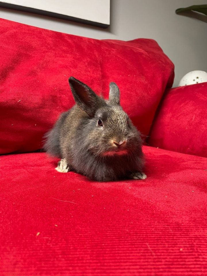 Raisin, an adoptable Lionhead in Wilkes-Barre, PA_image-6