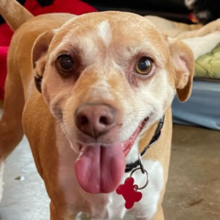 Talia, an adoptable Italian Greyhound & Smooth Fox Terrier Mix in Shawnee, KS_image-1