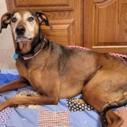 Rosie, an adoptable Vizsla in Baldwin, WI, 54002 | Photo Image 1