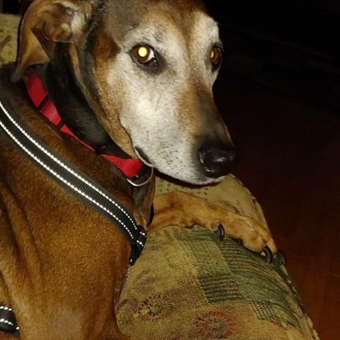 Rosie, an adoptable Vizsla in Baldwin, WI, 54002 | Photo Image 3