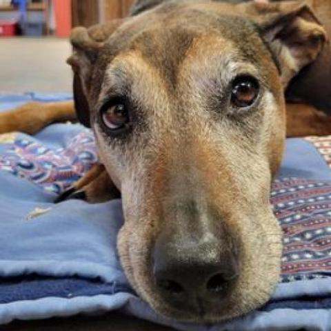 Rosie, an adoptable Vizsla in Baldwin, WI, 54002 | Photo Image 3