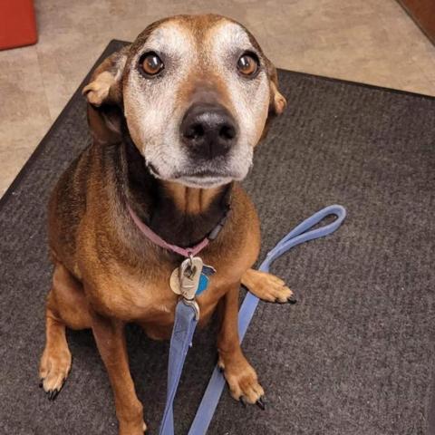 Rosie, an adoptable Vizsla in Baldwin, WI, 54002 | Photo Image 4