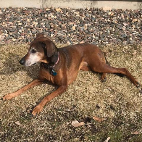 Rosie, an adoptable Vizsla in Baldwin, WI, 54002 | Photo Image 5