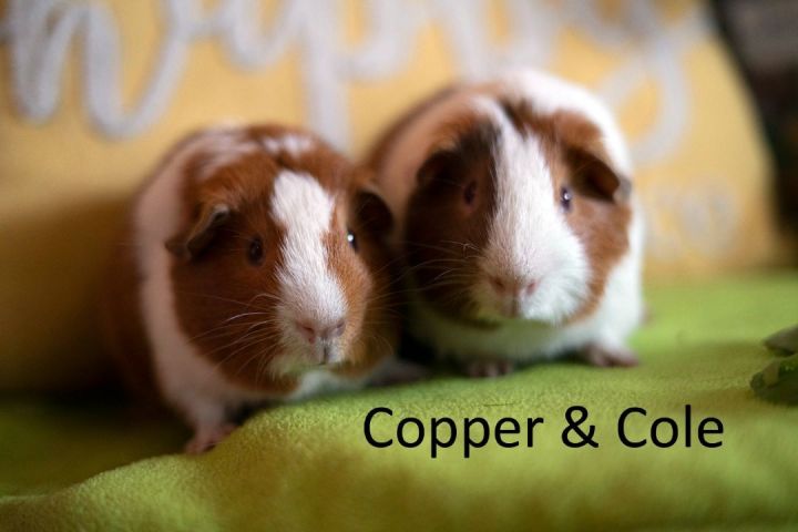 Copper & Cole 1