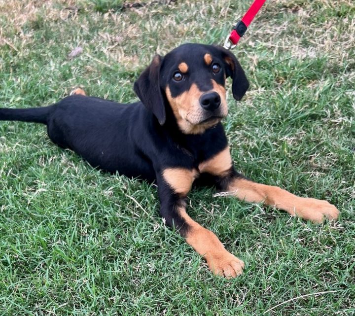 Scooter , an adoptable Black and Tan Coonhound & Hound Mix in Uvalde, TX_image-4