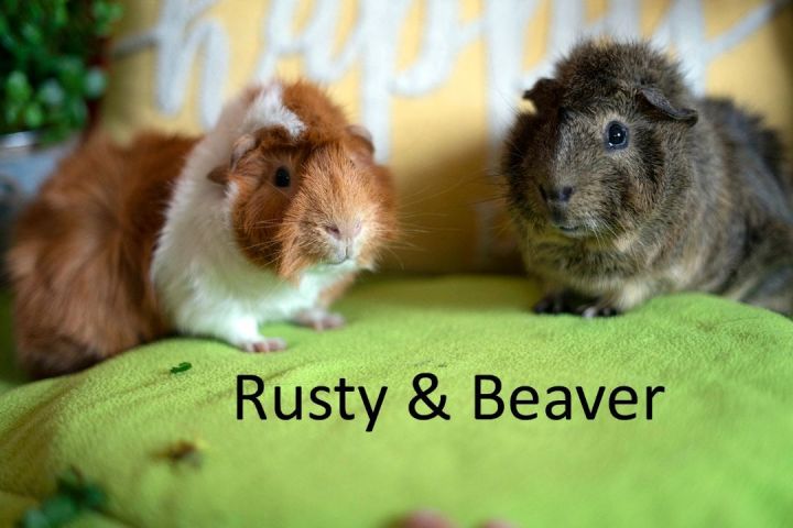 Rusty & Beaver, an adoptable Abyssinian in San Antonio, TX_image-1