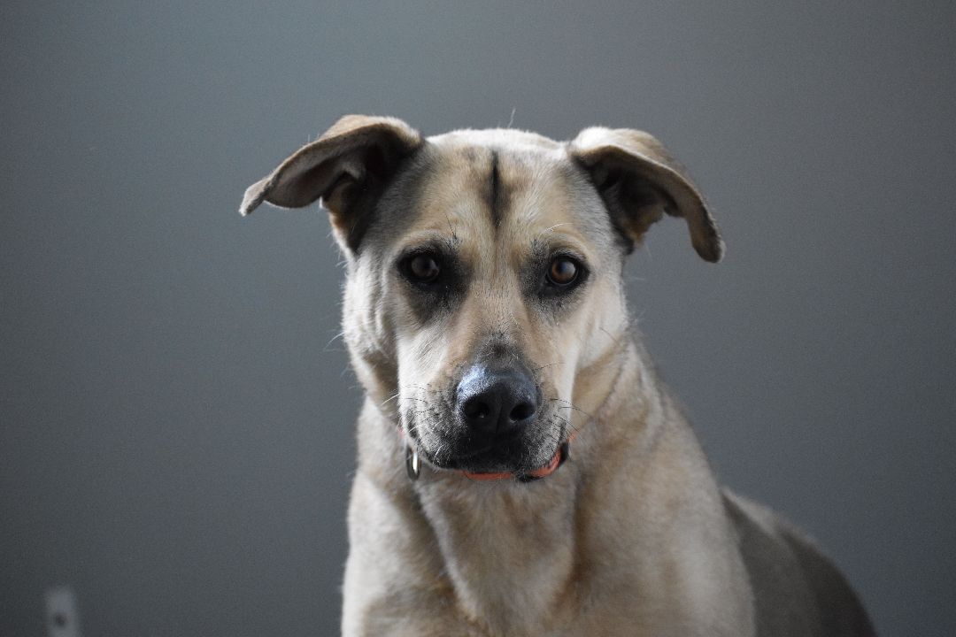 Annie, an adoptable Mixed Breed in Union Dale, PA, 18470 | Photo Image 1
