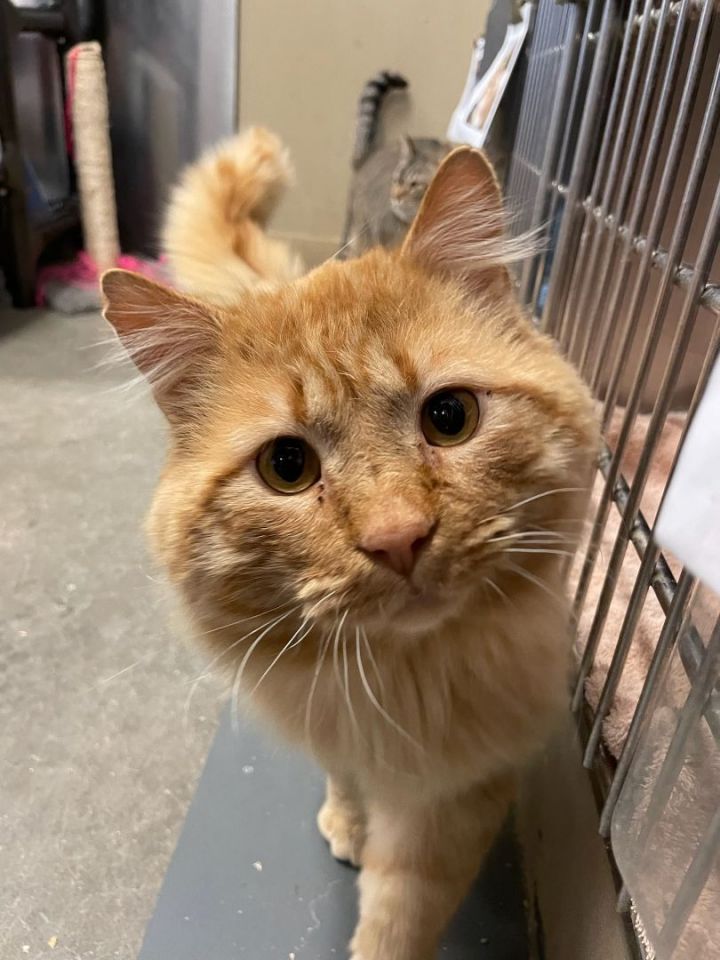 Cheeto (DCS-A-6789), an adoptable Domestic Short Hair Mix in Sheridan, WY_image-1