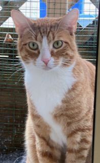 Oliver 2