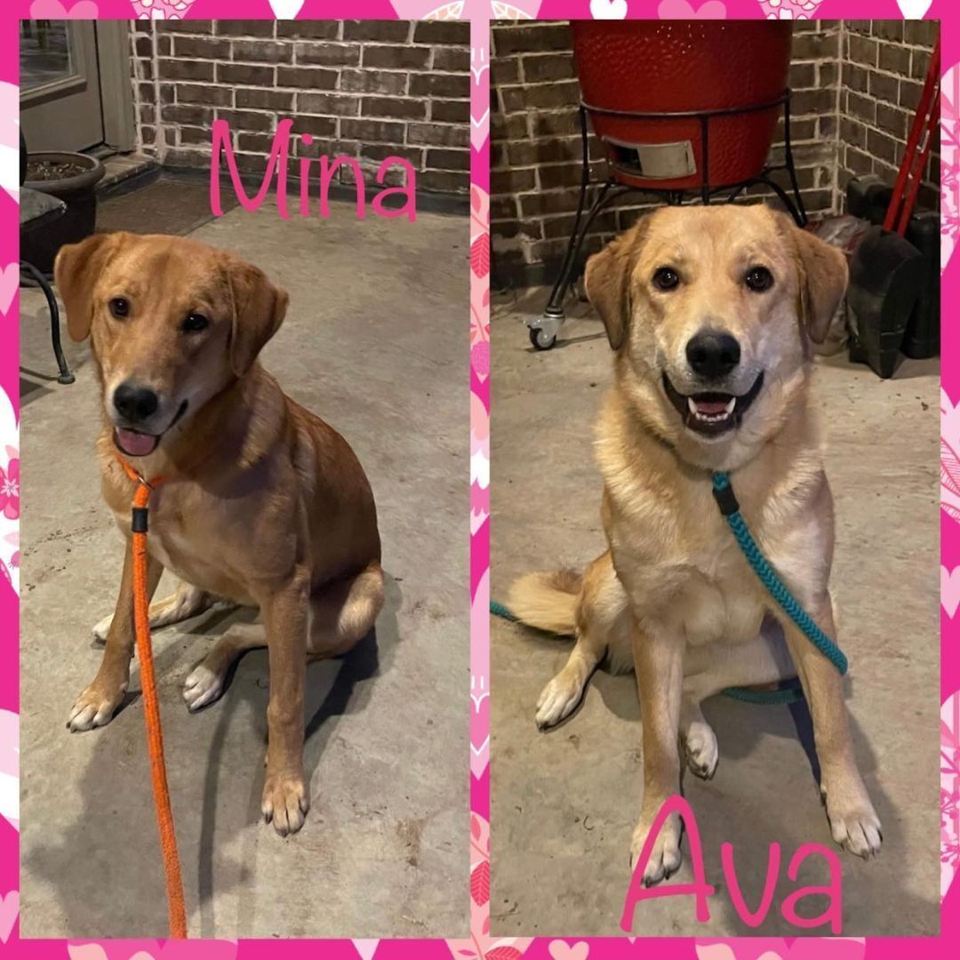 Mina (Bonded with Ava)