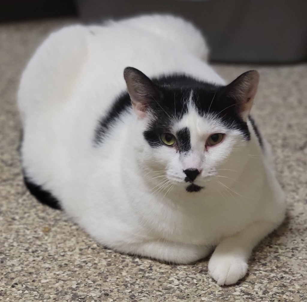 Freddy, an adoptable Domestic Short Hair in Fremont, OH, 43420 | Photo Image 4