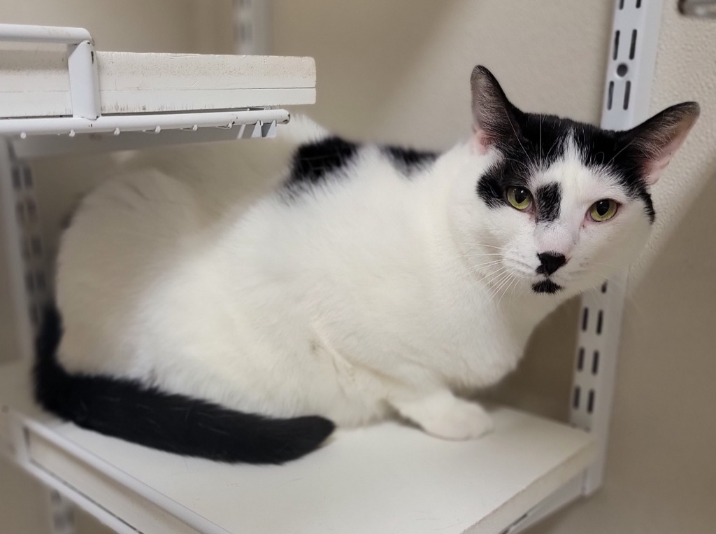 Freddy, an adoptable Domestic Short Hair in Fremont, OH, 43420 | Photo Image 4