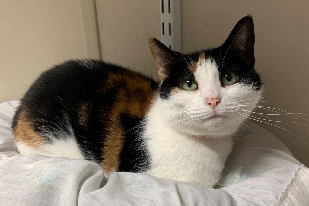 Kat, an adoptable Domestic Short Hair in Fremont, OH, 43420 | Photo Image 1