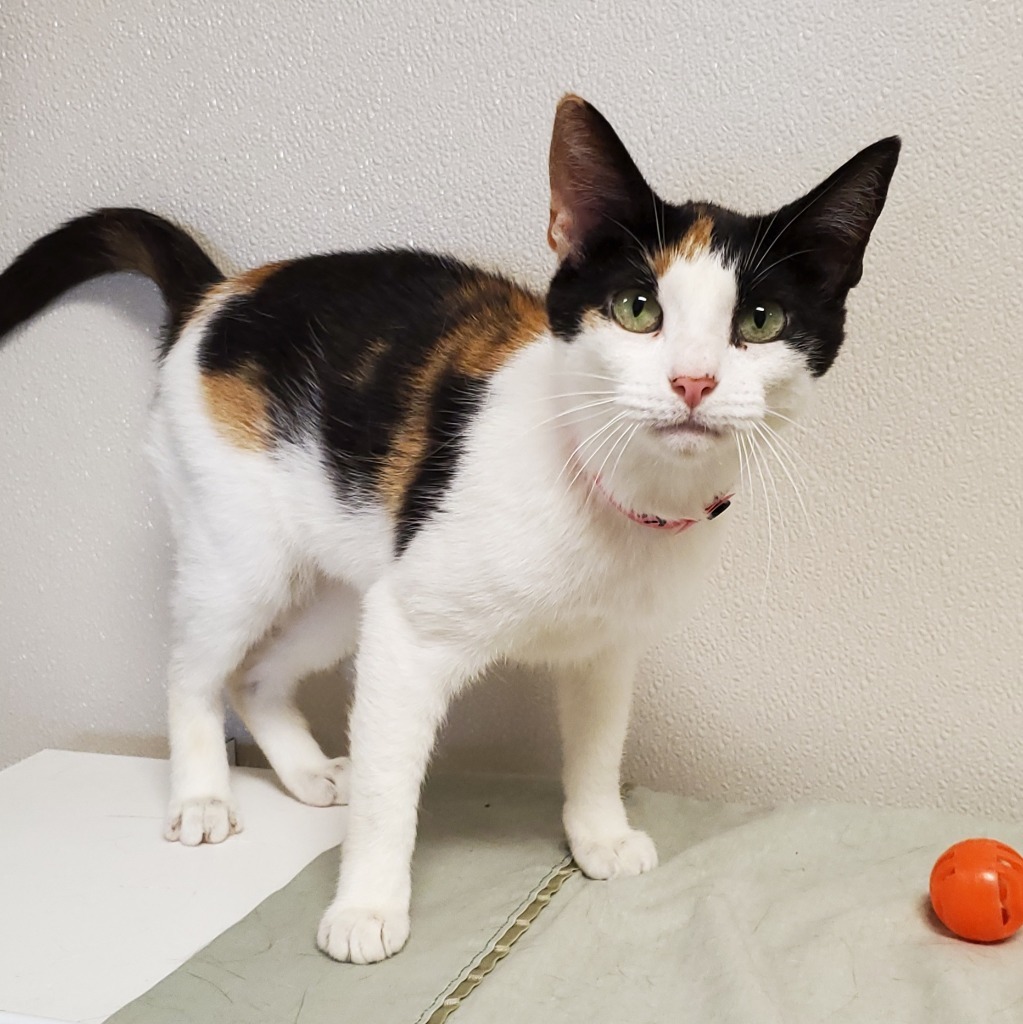 Kat, an adoptable Domestic Short Hair in Fremont, OH, 43420 | Photo Image 2