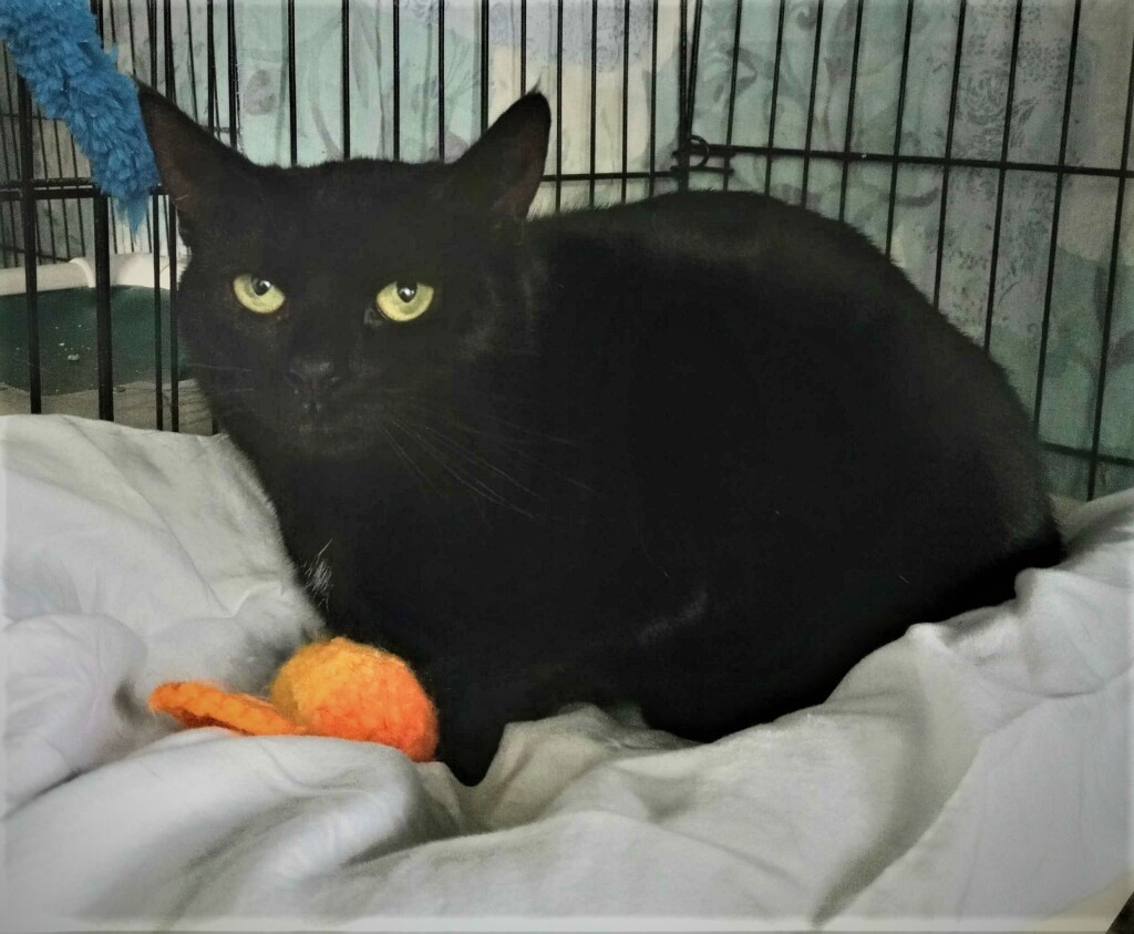 Gilly, an adoptable Domestic Short Hair in Hartford City, IN, 47348 | Photo Image 1