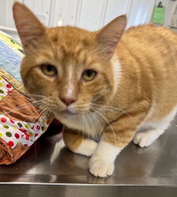 Morris, an adoptable Domestic Short Hair in Hartford City, IN, 47348 | Photo Image 2