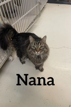 Nana, an adoptable Domestic Long Hair in Midland, TX, 79705 | Photo Image 1