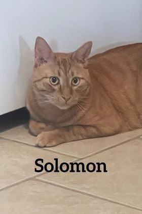 Solomon detail page