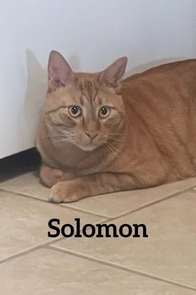 Solomon, an adoptable Domestic Short Hair in Midland, TX, 79705 | Photo Image 1