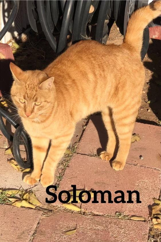 Solomon