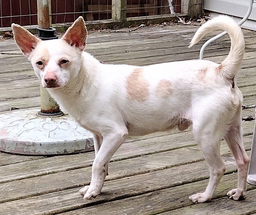 Gump, an adoptable Jack Russell Terrier, Chihuahua in Baileyton, AL, 35019 | Photo Image 1