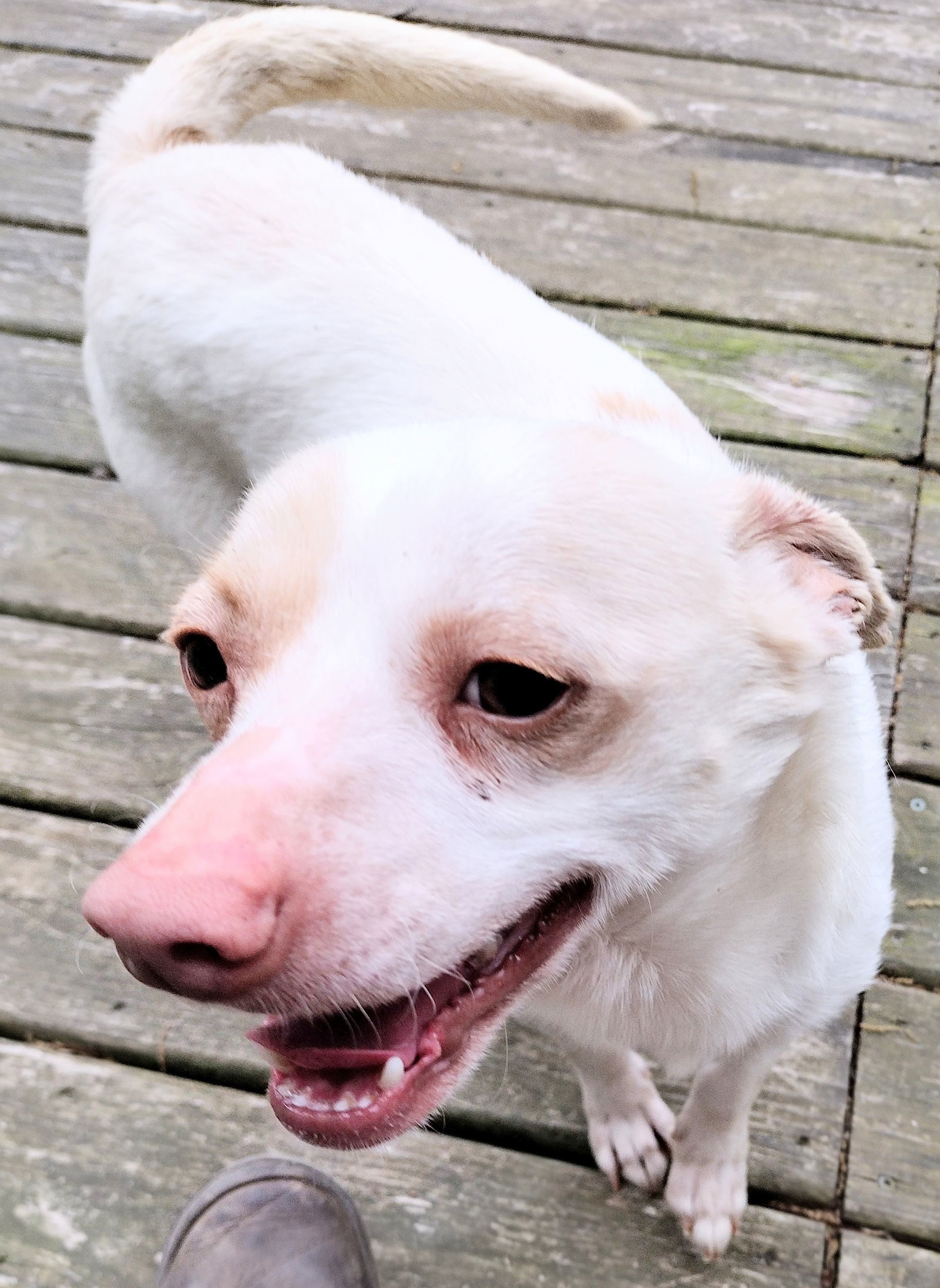 Gump, an adoptable Jack Russell Terrier, Chihuahua in Baileyton, AL, 35019 | Photo Image 2