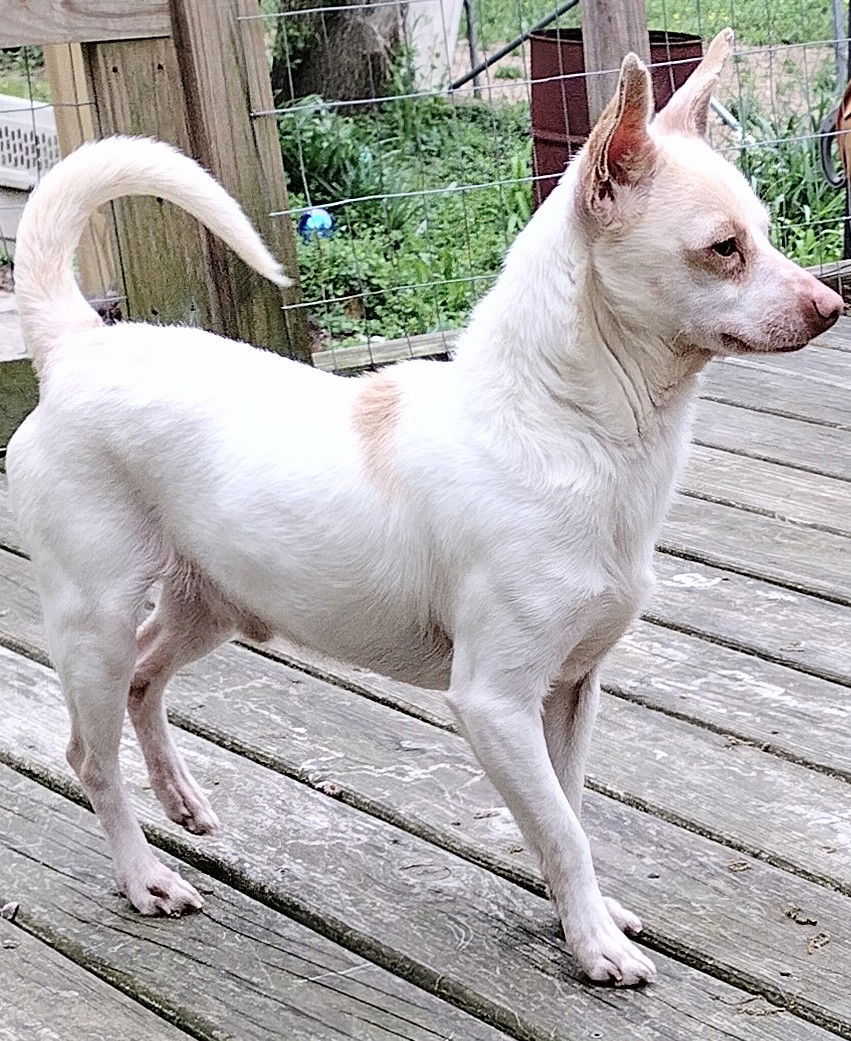 Gump, an adoptable Jack Russell Terrier, Chihuahua in Baileyton, AL, 35019 | Photo Image 3