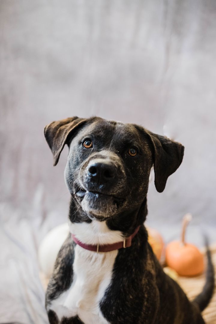 Jody, an adoptable Mountain Cur, Hound in Uniontown, PA, 15401 | Photo Image 5