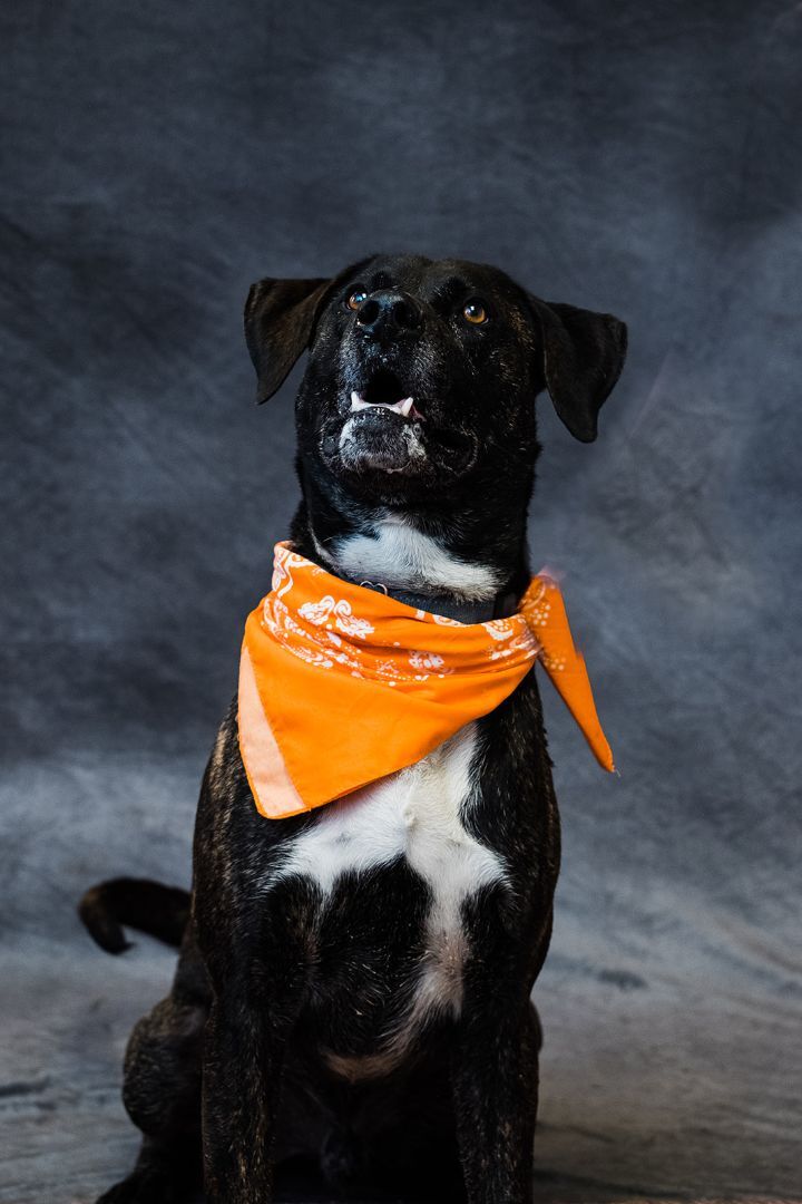 Jody, an adoptable Mountain Cur, Hound in Uniontown, PA, 15401 | Photo Image 1