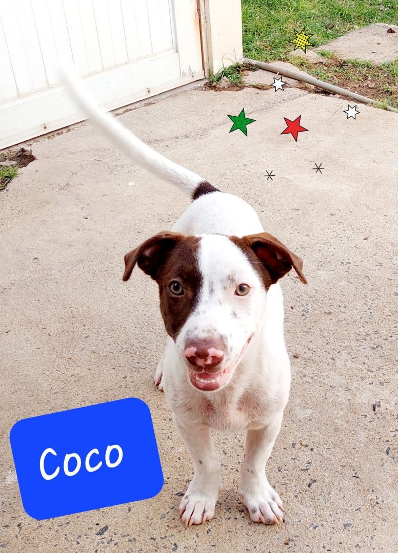 Coco