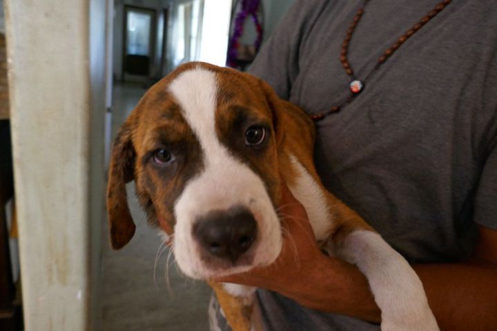 Sugar Ray ~ Puppy! , an adopted Labrador Retriever & Boxer Mix in St. Petersburg, FL_image-2