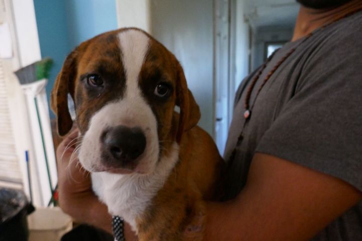 Sugar Ray ~ Puppy! , an adopted Labrador Retriever & Boxer Mix in St. Petersburg, FL_image-4
