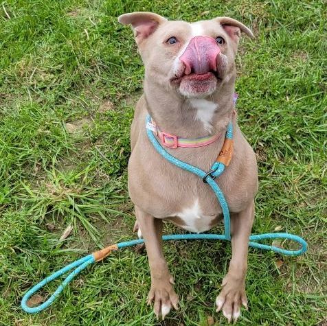 Pear, an adoptable Pit Bull Terrier in Martinsville, IN, 46151 | Photo Image 6