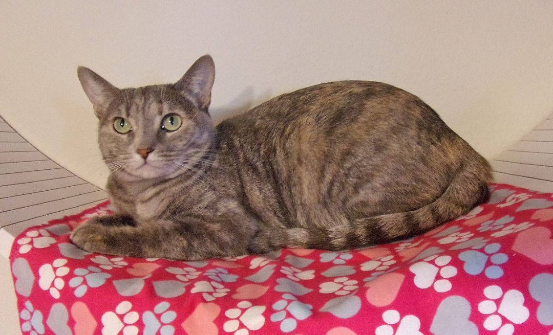 Rosie Belle, an adoptable Bengal, Tabby in Glendale, AZ, 85312 | Photo Image 1