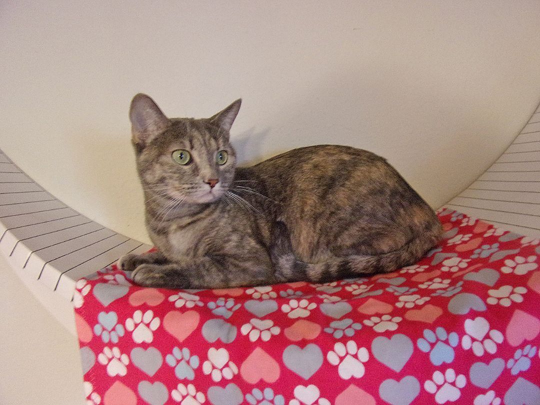Rosie Belle, an adoptable Bengal, Tabby in Glendale, AZ, 85312 | Photo Image 2