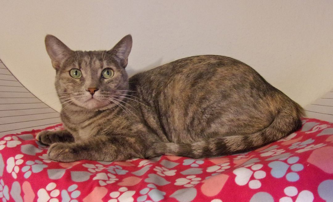 Rosie Belle, an adoptable Bengal, Tabby in Glendale, AZ, 85312 | Photo Image 3