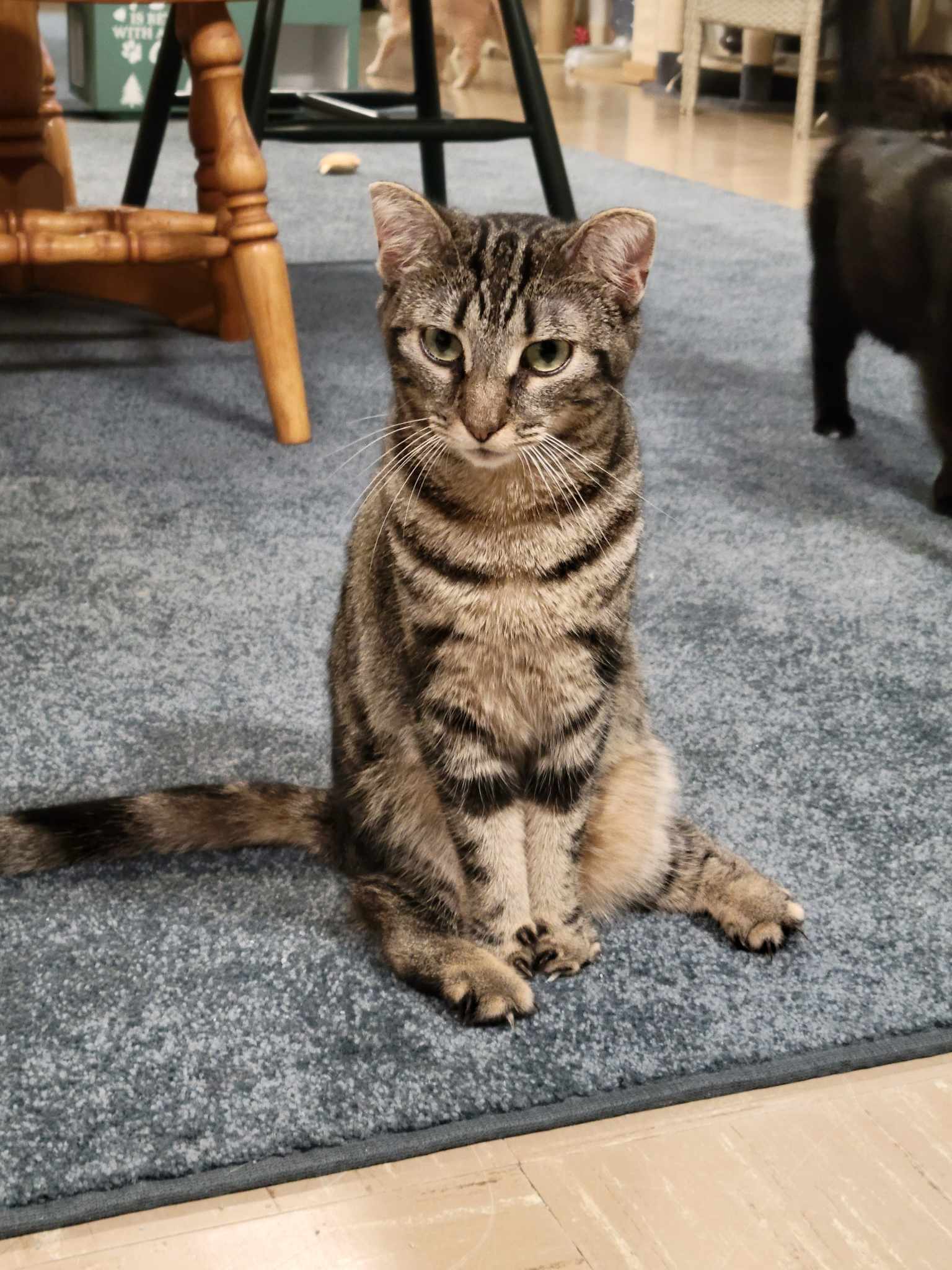 Jemima and Jellyorum Bonded sisters Special Needs, an adoptable Domestic Short Hair in Rochester, NY, 14626 | Photo Image 2