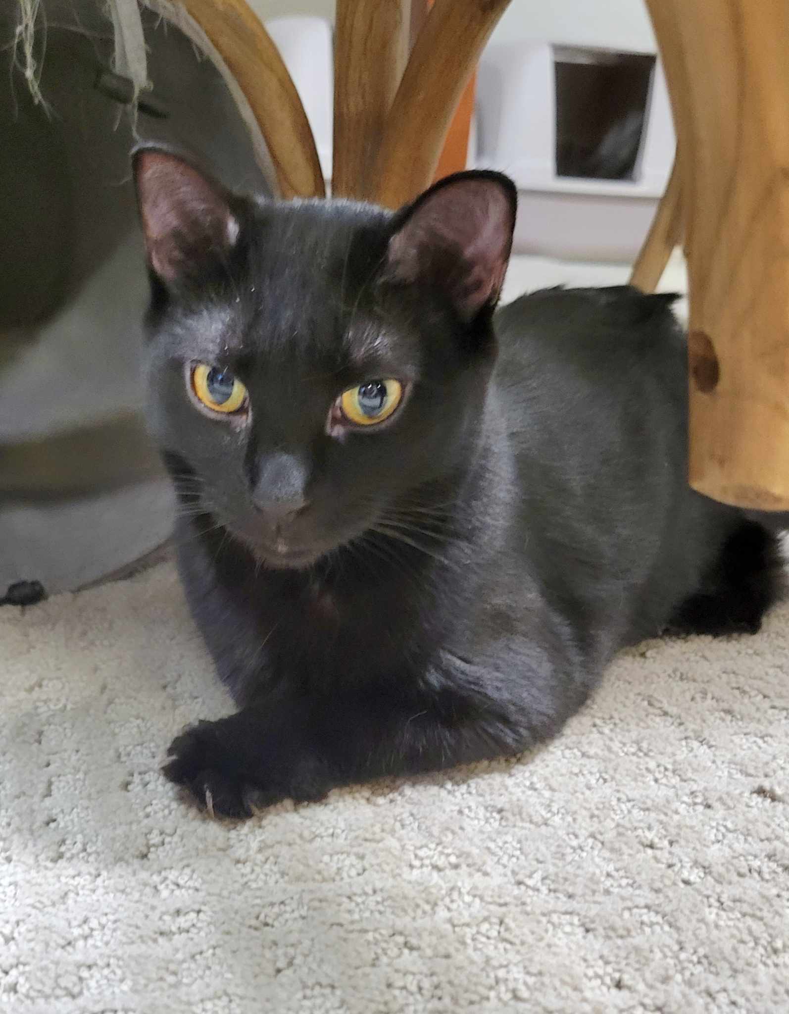 Jemima and Jellyorum Bonded sisters Special Needs, an adoptable Domestic Short Hair in Rochester, NY, 14626 | Photo Image 3