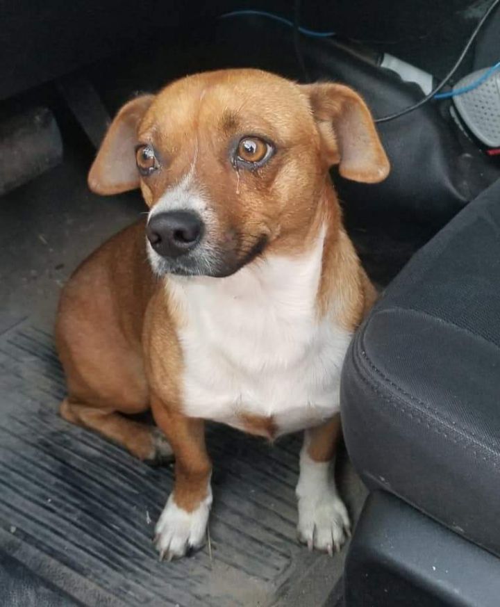 ROLO, an adoptable Beagle & Smooth Fox Terrier Mix in Grand Prairie, TX_image-2