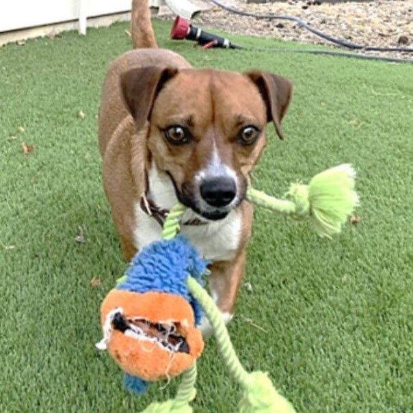 ROLO, an adoptable Beagle & Smooth Fox Terrier Mix in Grand Prairie, TX_image-1