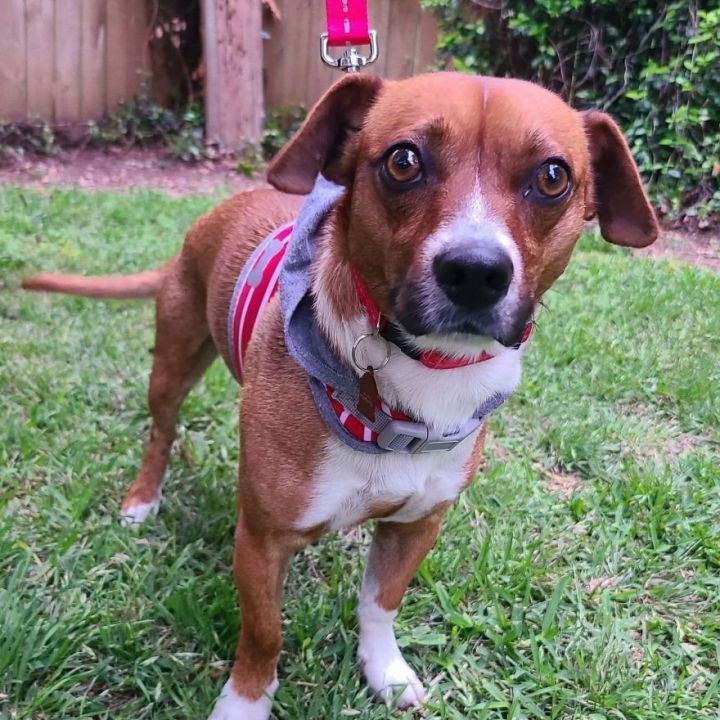 ROLO, an adoptable Beagle & Smooth Fox Terrier Mix in Grand Prairie, TX_image-4