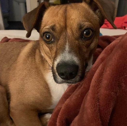 ROLO, an adoptable Beagle & Smooth Fox Terrier Mix in Grand Prairie, TX_image-5