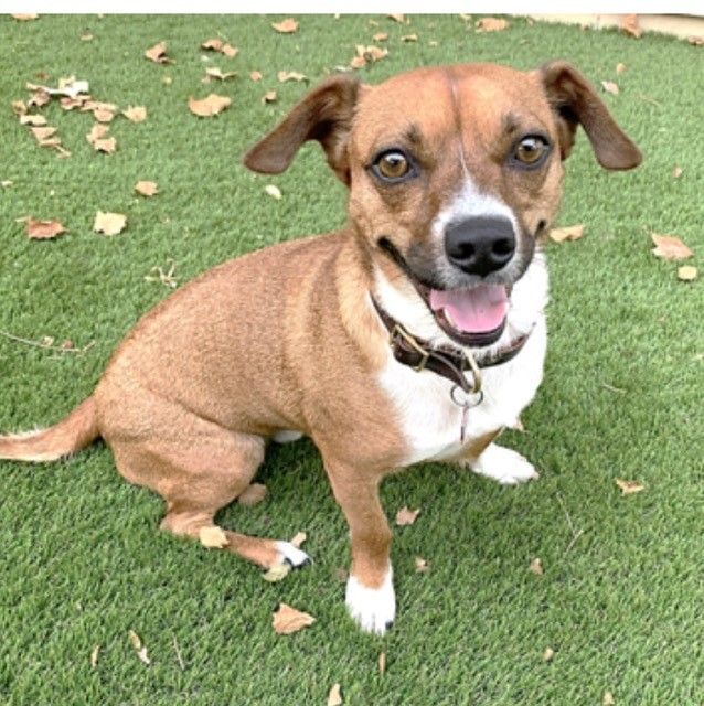 ROLO, an adoptable Beagle & Smooth Fox Terrier Mix in Grand Prairie, TX_image-6