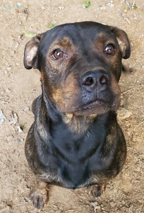 rottweiler boxer cross