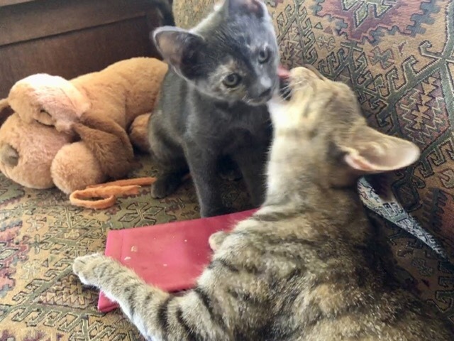 Blue and Feta, Love these girls!, an adoptable Russian Blue & Tabby Mix in Mission Viejo, CA_image-1