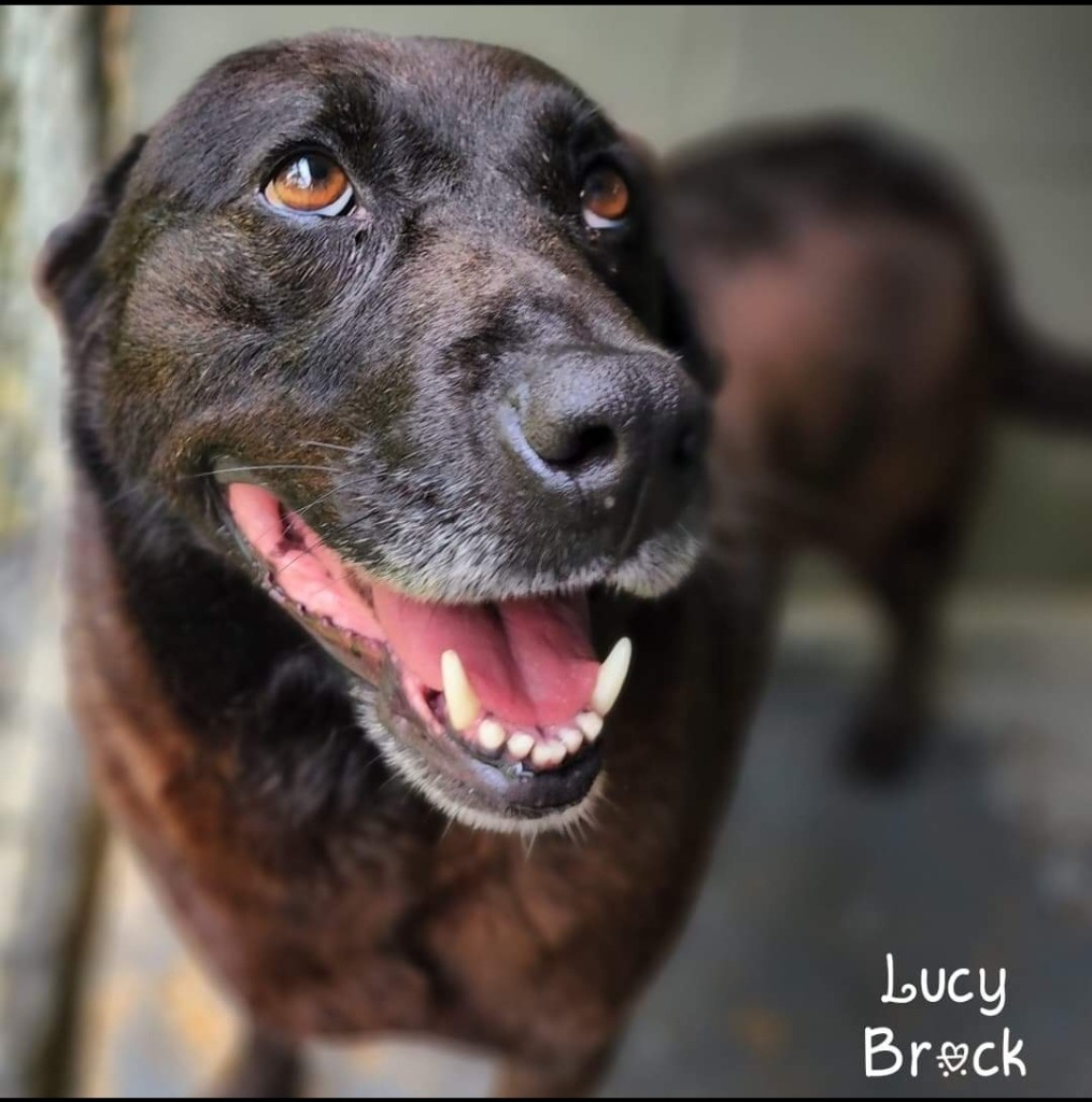 Lucy Brock, an adoptable Labrador Retriever in El Dorado, AR, 71730 | Photo Image 1