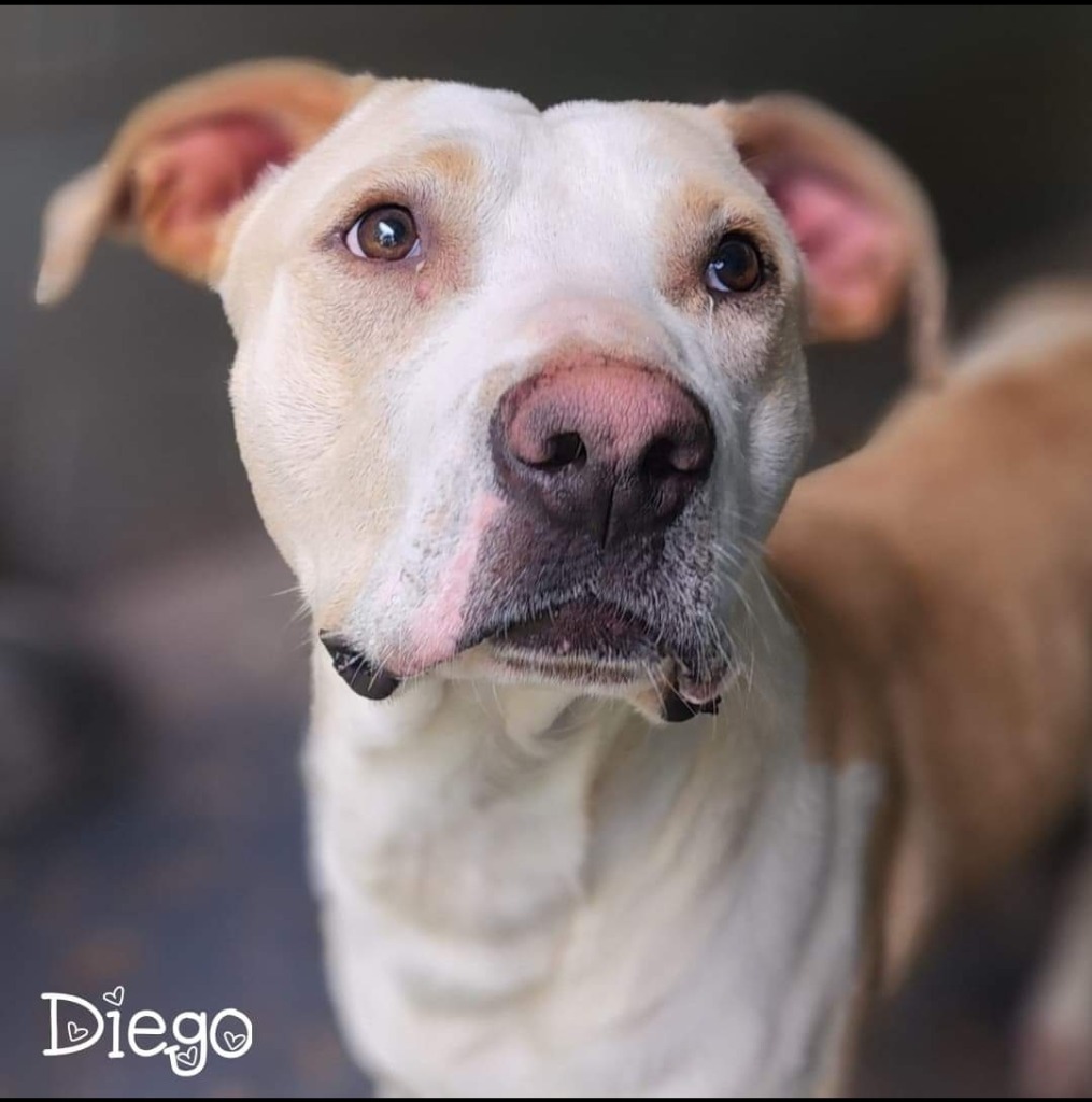 Diego, an adoptable American Staffordshire Terrier in El Dorado, AR, 71730 | Photo Image 1