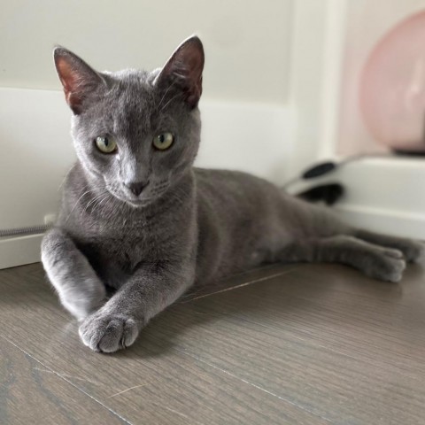Ralph (bonded with Potsie) 1