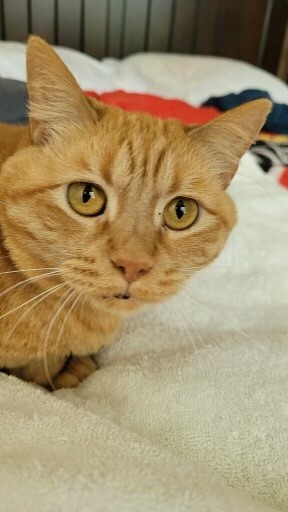 Yeller, an adoptable Domestic Short Hair Mix in Tyler, TX_image-4