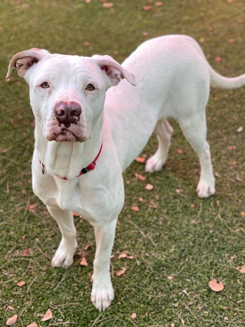 Jayden, an adoptable Pit Bull Terrier Mix in Glendale, AZ_image-2